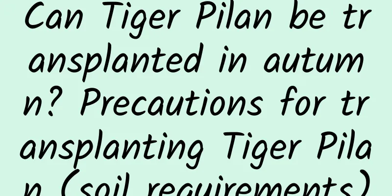 Can Tiger Pilan be transplanted in autumn? Precautions for transplanting Tiger Pilan (soil requirements)