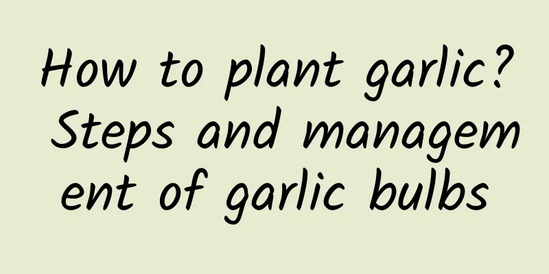 How to plant garlic? Steps and management of garlic bulbs