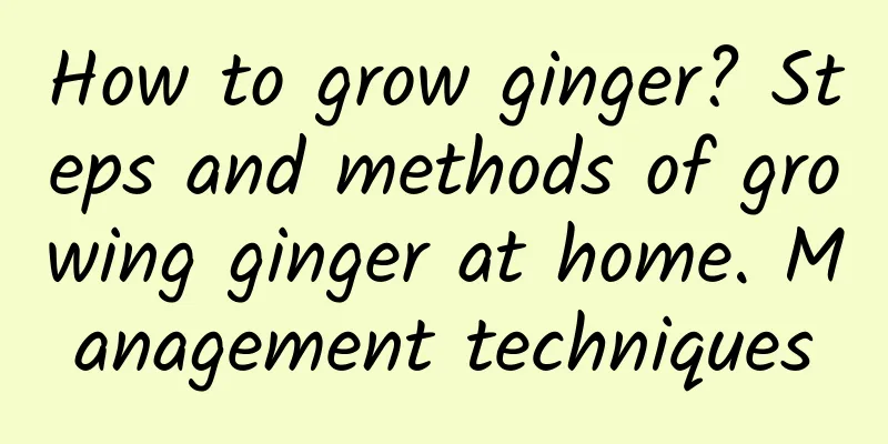How to grow ginger? Steps and methods of growing ginger at home. Management techniques