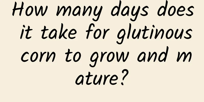 How many days does it take for glutinous corn to grow and mature?