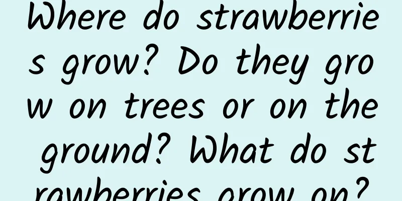 Where do strawberries grow? Do they grow on trees or on the ground? What do strawberries grow on?