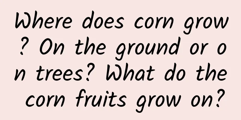 Where does corn grow? On the ground or on trees? What do the corn fruits grow on?