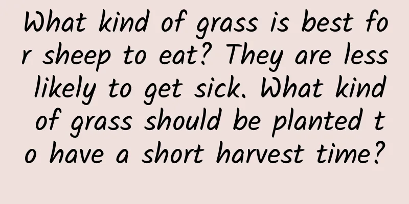 What kind of grass is best for sheep to eat? They are less likely to get sick. What kind of grass should be planted to have a short harvest time?