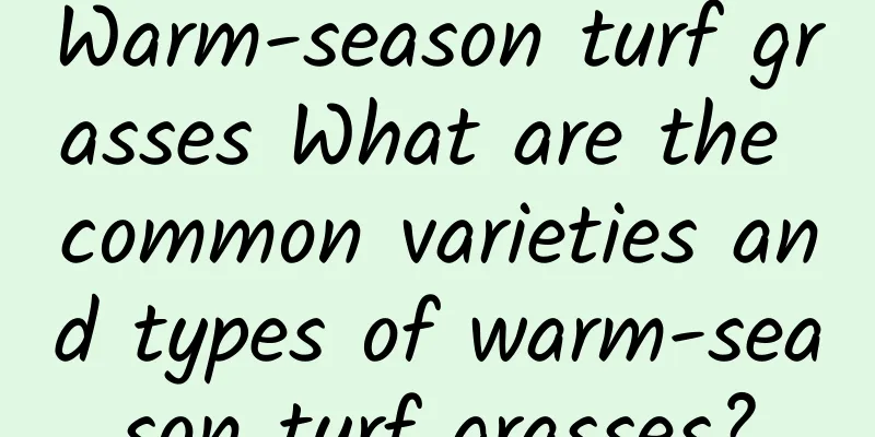 Warm-season turf grasses What are the common varieties and types of warm-season turf grasses?