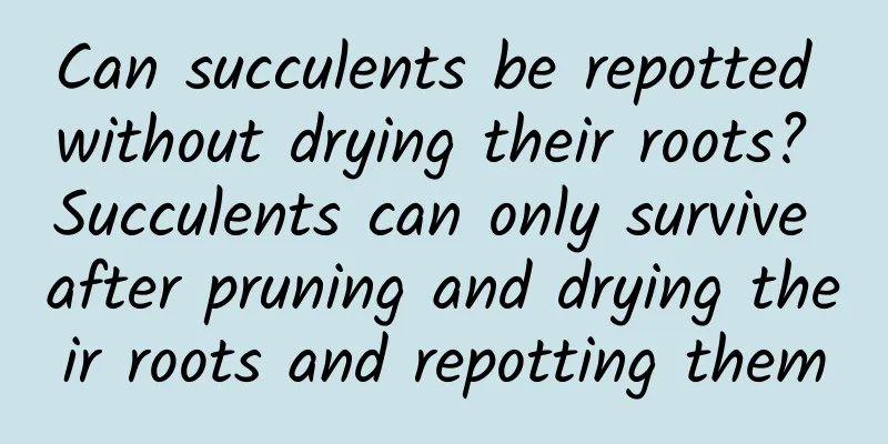 Can succulents be repotted without drying their roots? Succulents can only survive after pruning and drying their roots and repotting them