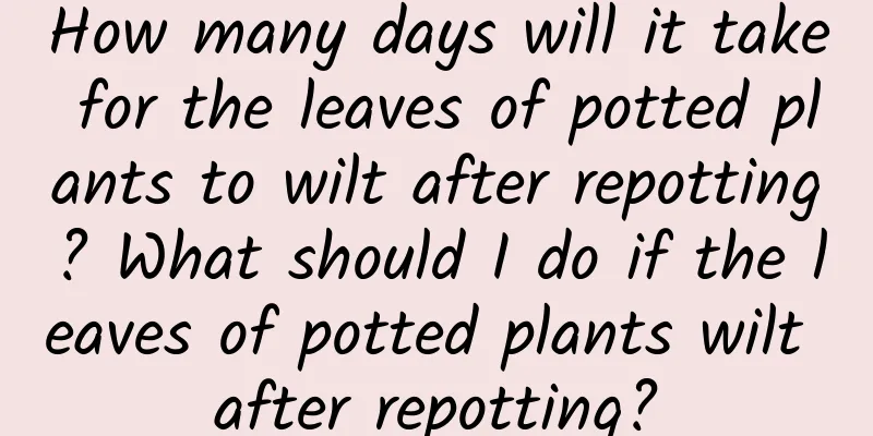 How many days will it take for the leaves of potted plants to wilt after repotting? What should I do if the leaves of potted plants wilt after repotting?