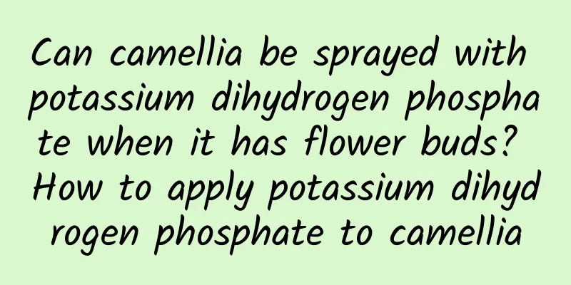 Can camellia be sprayed with potassium dihydrogen phosphate when it has flower buds? How to apply potassium dihydrogen phosphate to camellia