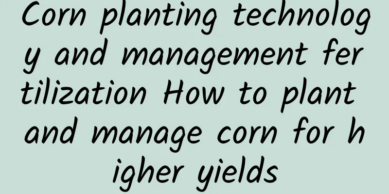 Corn planting technology and management fertilization How to plant and manage corn for higher yields