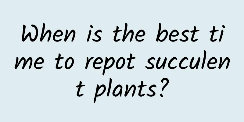 When is the best time to repot succulent plants?
