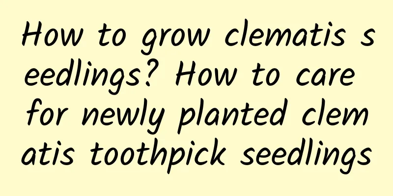 How to grow clematis seedlings? How to care for newly planted clematis toothpick seedlings