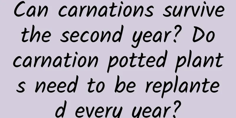 Can carnations survive the second year? Do carnation potted plants need to be replanted every year?