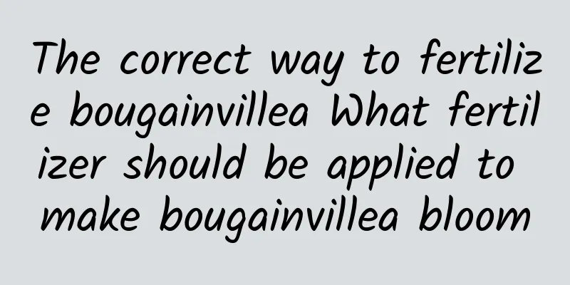 The correct way to fertilize bougainvillea What fertilizer should be applied to make bougainvillea bloom