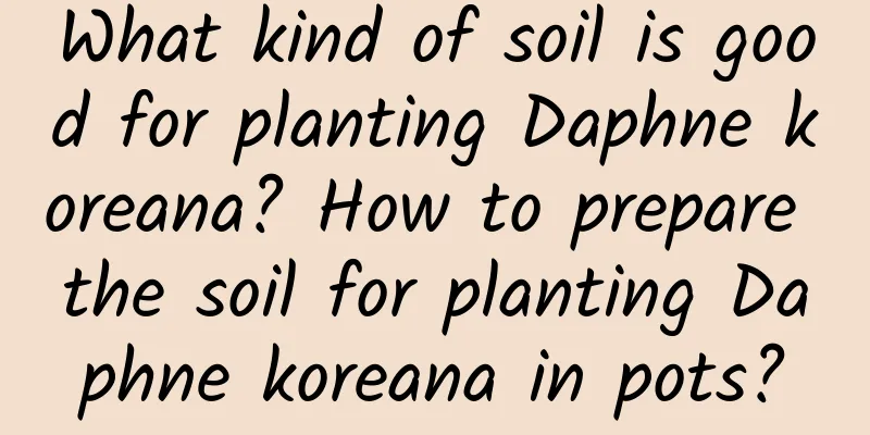 What kind of soil is good for planting Daphne koreana? How to prepare the soil for planting Daphne koreana in pots?