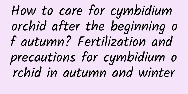 How to care for cymbidium orchid after the beginning of autumn? Fertilization and precautions for cymbidium orchid in autumn and winter