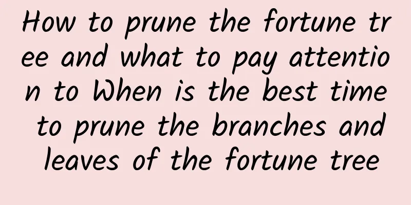 How to prune the fortune tree and what to pay attention to When is the best time to prune the branches and leaves of the fortune tree