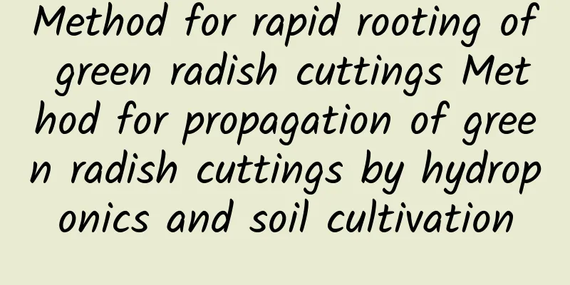 Method for rapid rooting of green radish cuttings Method for propagation of green radish cuttings by hydroponics and soil cultivation