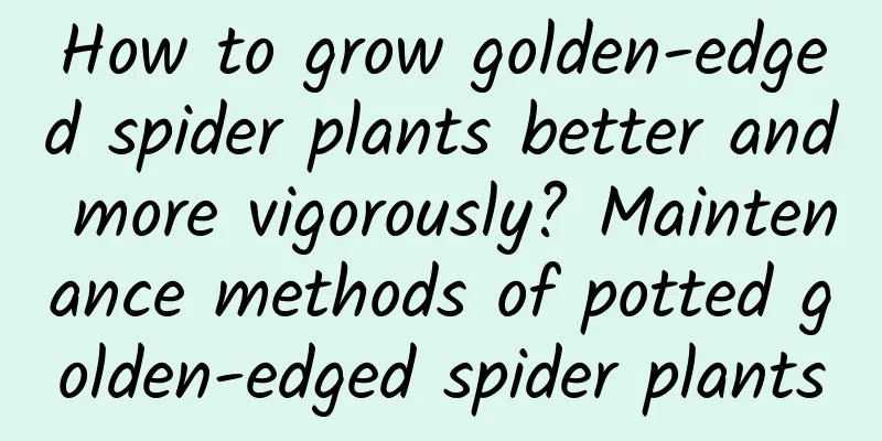 How to grow golden-edged spider plants better and more vigorously? Maintenance methods of potted golden-edged spider plants