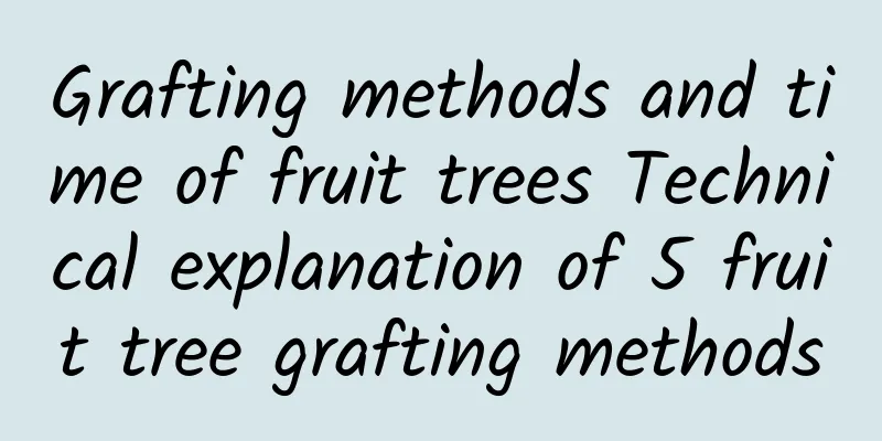 Grafting methods and time of fruit trees Technical explanation of 5 fruit tree grafting methods