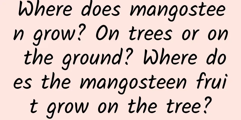 Where does mangosteen grow? On trees or on the ground? Where does the mangosteen fruit grow on the tree?