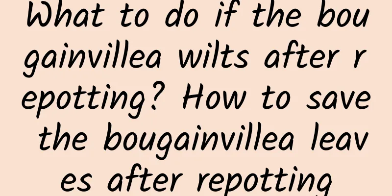 What to do if the bougainvillea wilts after repotting? How to save the bougainvillea leaves after repotting