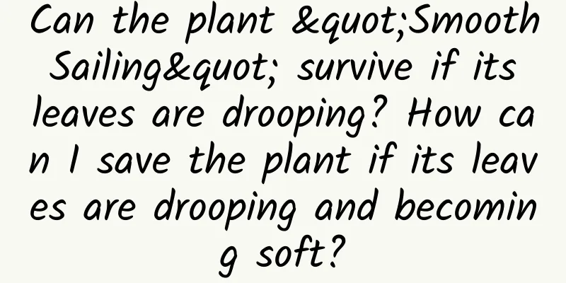 Can the plant "Smooth Sailing" survive if its leaves are drooping? How can I save the plant if its leaves are drooping and becoming soft?