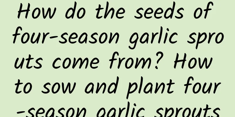 How do the seeds of four-season garlic sprouts come from? How to sow and plant four-season garlic sprouts