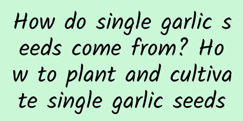 How do single garlic seeds come from? How to plant and cultivate single garlic seeds