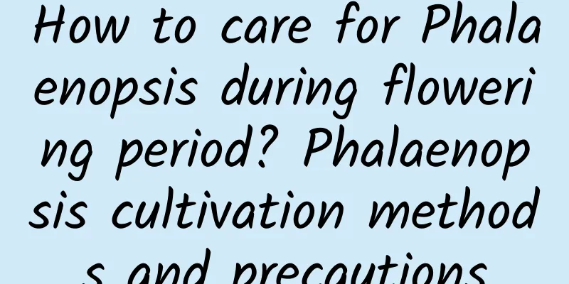 How to care for Phalaenopsis during flowering period? Phalaenopsis cultivation methods and precautions
