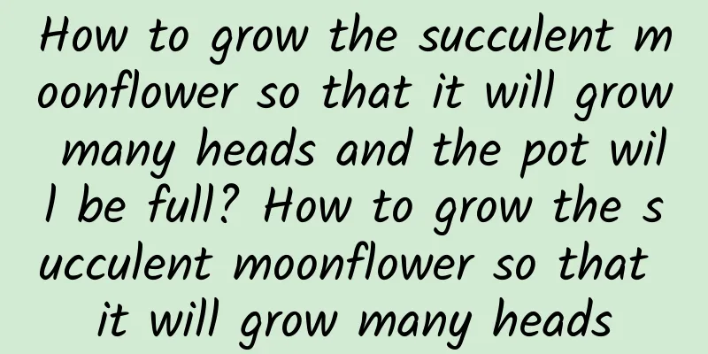 How to grow the succulent moonflower so that it will grow many heads and the pot will be full? How to grow the succulent moonflower so that it will grow many heads