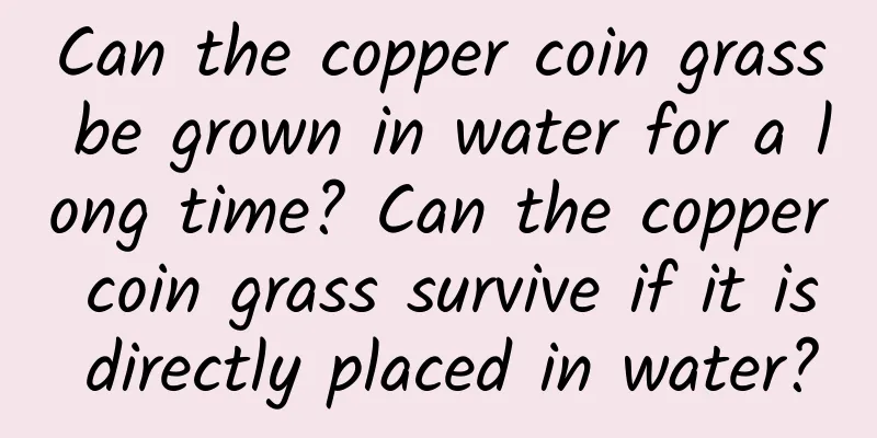 Can the copper coin grass be grown in water for a long time? Can the copper coin grass survive if it is directly placed in water?