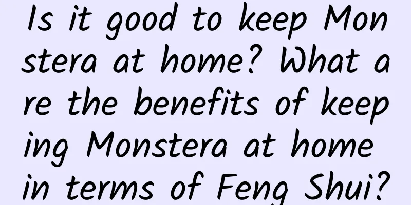 Is it good to keep Monstera at home? What are the benefits of keeping Monstera at home in terms of Feng Shui?