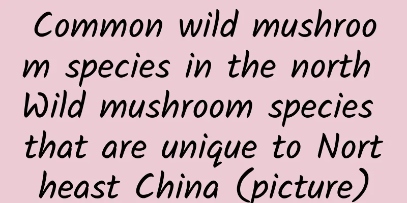 Common wild mushroom species in the north Wild mushroom species that are unique to Northeast China (picture)