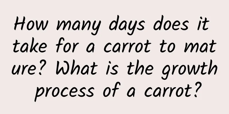 How many days does it take for a carrot to mature? What is the growth process of a carrot?