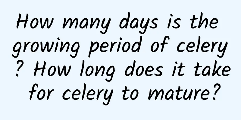 How many days is the growing period of celery? How long does it take for celery to mature?