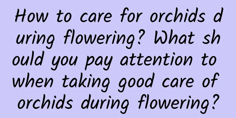 How to care for orchids during flowering? What should you pay attention to when taking good care of orchids during flowering?