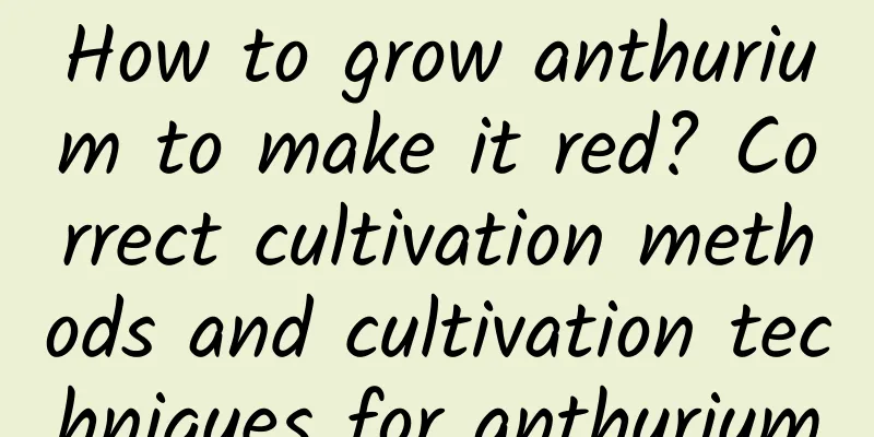 How to grow anthurium to make it red? Correct cultivation methods and cultivation techniques for anthurium