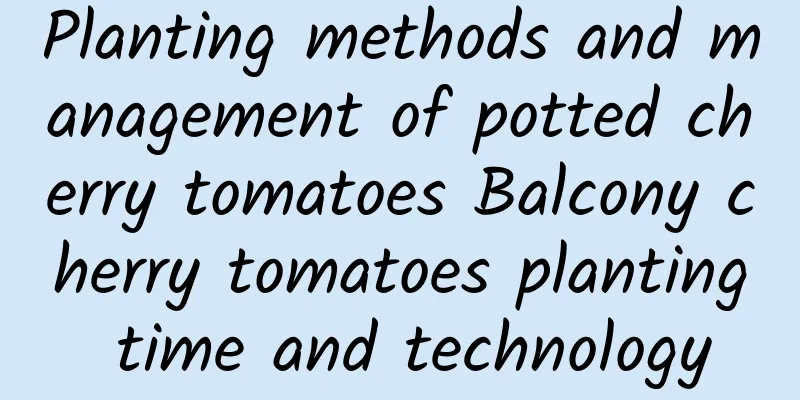 Planting methods and management of potted cherry tomatoes Balcony cherry tomatoes planting time and technology