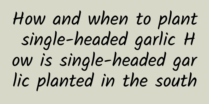 How and when to plant single-headed garlic How is single-headed garlic planted in the south