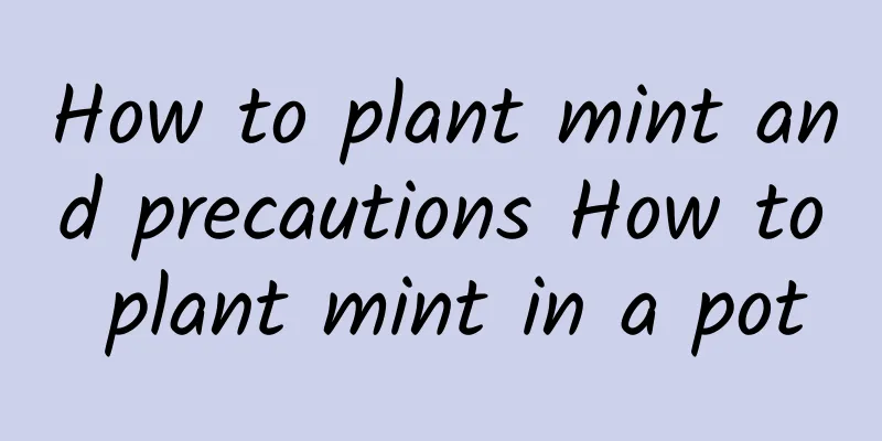How to plant mint and precautions How to plant mint in a pot