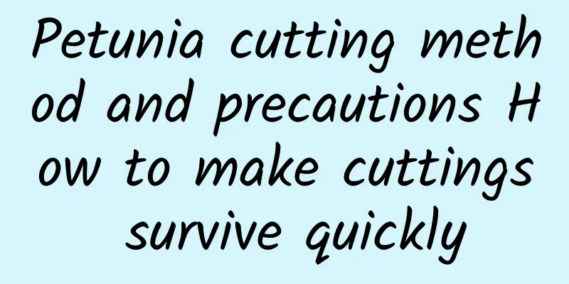 Petunia cutting method and precautions How to make cuttings survive quickly