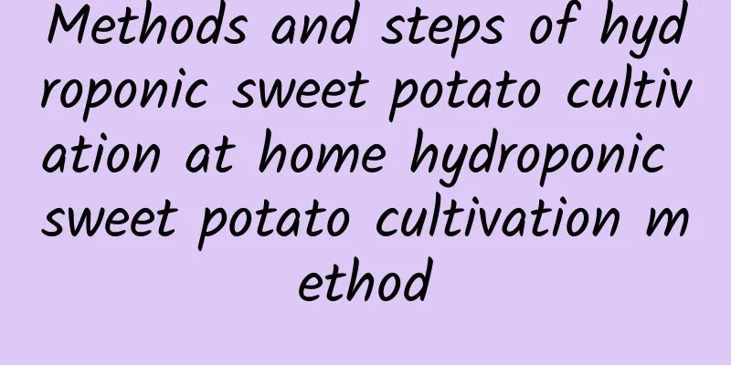 Methods and steps of hydroponic sweet potato cultivation at home hydroponic sweet potato cultivation method