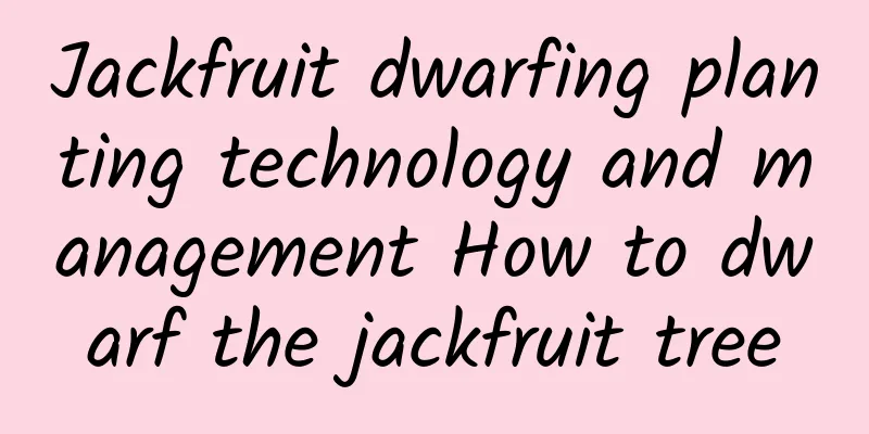 Jackfruit dwarfing planting technology and management How to dwarf the jackfruit tree