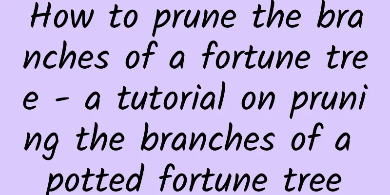 How to prune the branches of a fortune tree - a tutorial on pruning the branches of a potted fortune tree