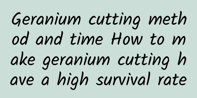 Geranium cutting method and time How to make geranium cutting have a high survival rate