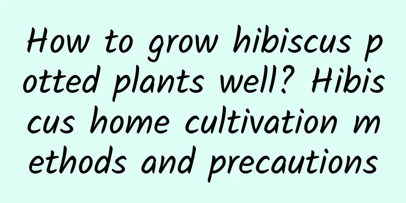 How to grow hibiscus potted plants well? Hibiscus home cultivation methods and precautions