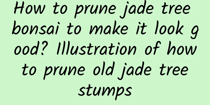 How to prune jade tree bonsai to make it look good? Illustration of how to prune old jade tree stumps