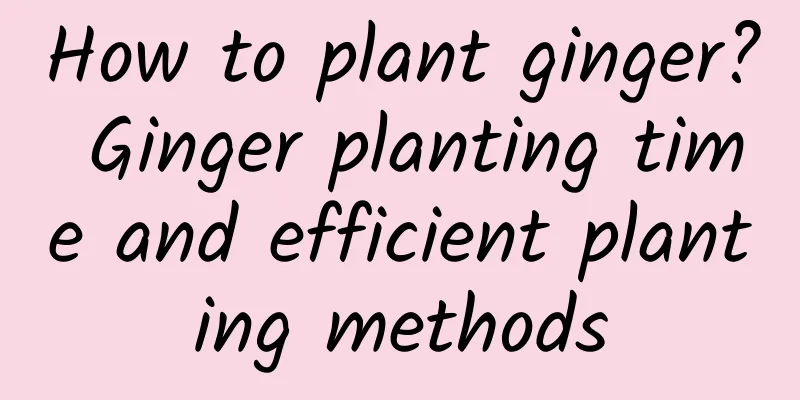 How to plant ginger? Ginger planting time and efficient planting methods
