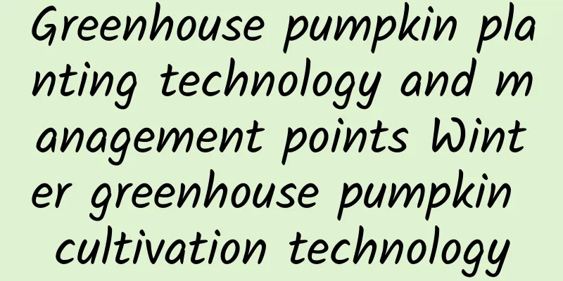 Greenhouse pumpkin planting technology and management points Winter greenhouse pumpkin cultivation technology