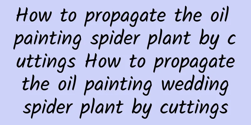How to propagate the oil painting spider plant by cuttings How to propagate the oil painting wedding spider plant by cuttings