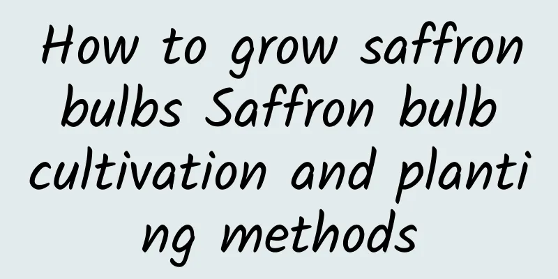 How to grow saffron bulbs Saffron bulb cultivation and planting methods